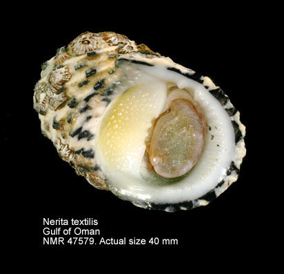 Nerita textilis (4).jpg - Nerita textilis Gmelin,1791